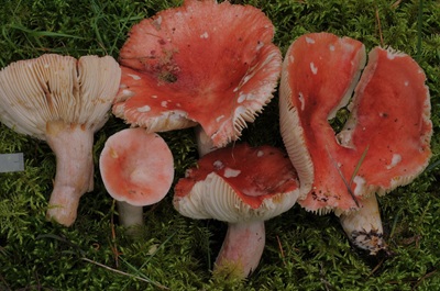 Russula helodes