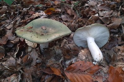 Russula heterophylla