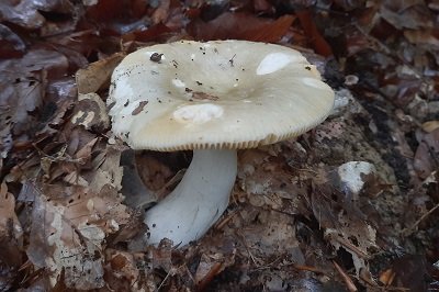 russula-heterophylla