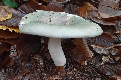 russula-heterophylla