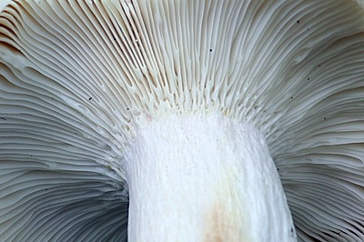 russula-heterophylla3