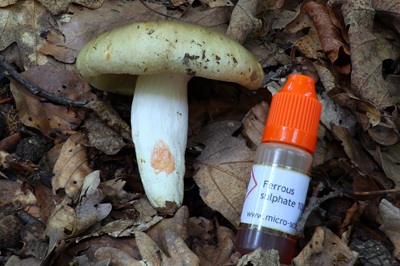 russula-heterophylla5