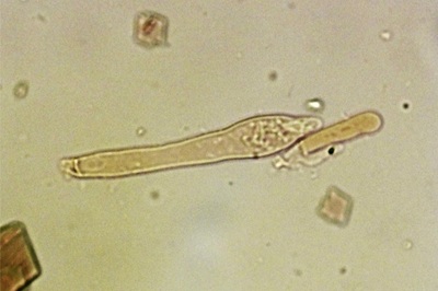 russula-heterophylla9