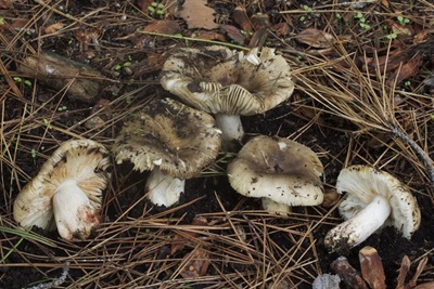 Russula hortensis