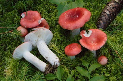 Russula hydrophila