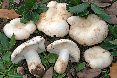 Russula ilicis