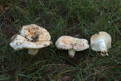 Russula ilicis