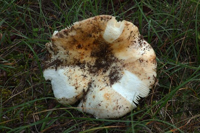 russula-ilicis1