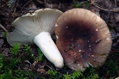 Russula insignis