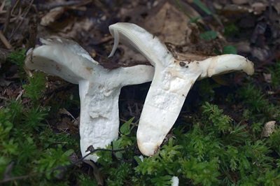 russula-insignis1