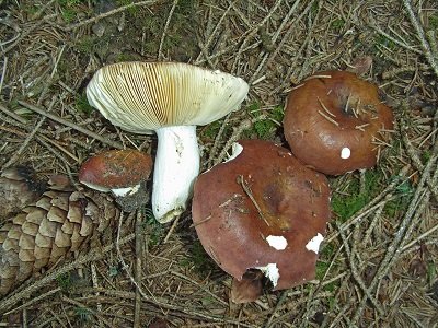 Russula integra