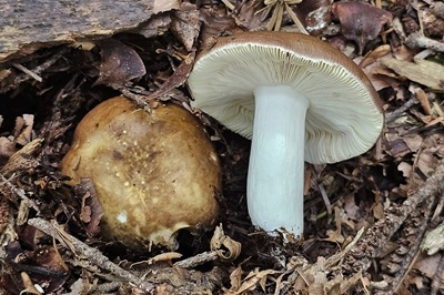 Russula integra
