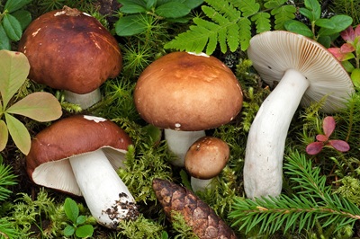 Russula integriformis