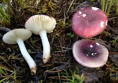 Russula laccata