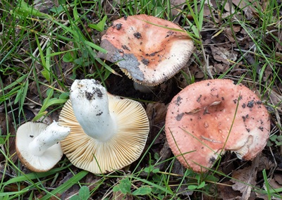 Russula laeta