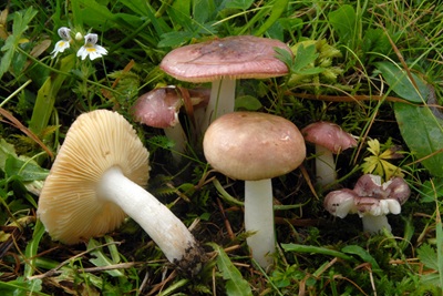 Russula laricina