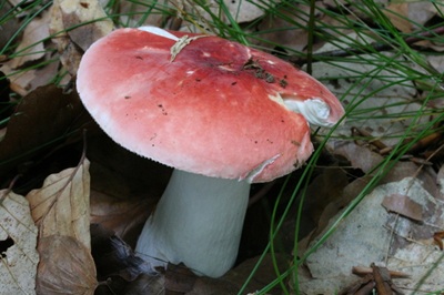 Russula lepidicolor