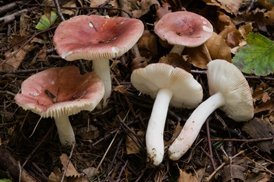 Russula lilacea