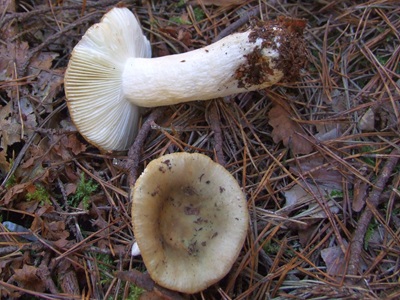 Russula livescens