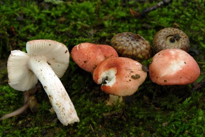 Russula minutula