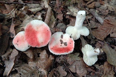 Russula minutula