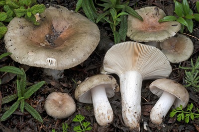 Russula monspeliensis