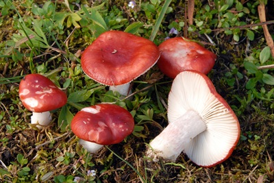 Russula nana