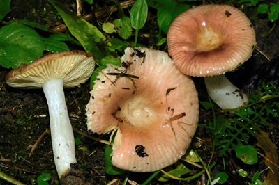 Russula nauseosa