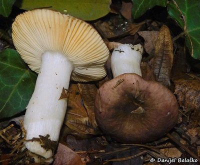 russula-nauseosa