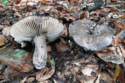 Russula nigricans