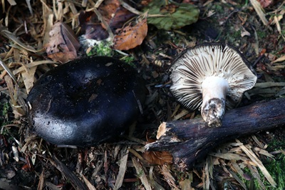 russula-nigricans1