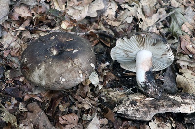 russula-nigricans2
