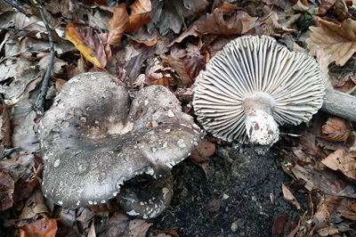 russula-nigricans3