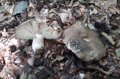 russula-nigricans4