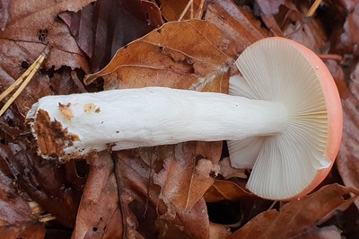 russula-nobilis1