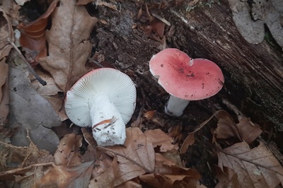 russula-nobilis2