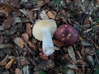 Russula nuragica