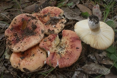 Russula nympharum
