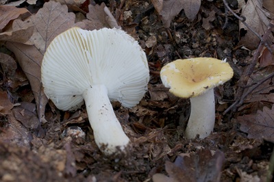 Russula ochroleuca