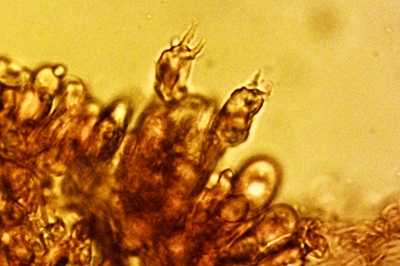 russula-ochroleuca10