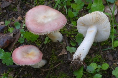 Russula odorata