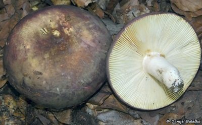 Russula olivacea