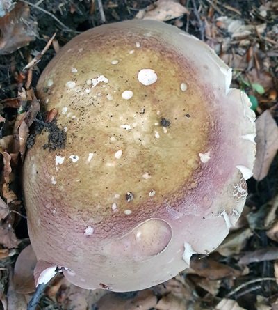 russula-olivacea