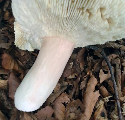 russula-olivacea