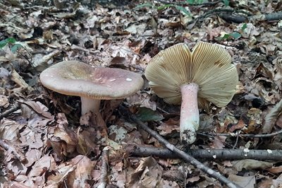 russula-olivacea