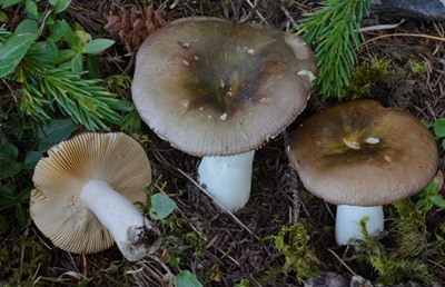 Russula olivobrunnea