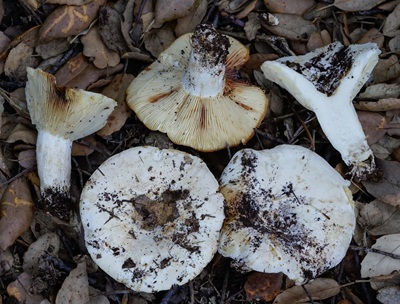 Russula pallidospora
