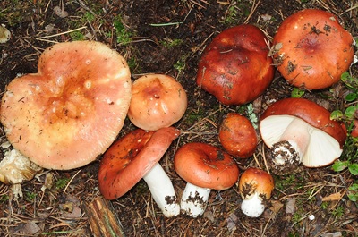 Russula paludosa