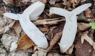 russula-parazurea2
