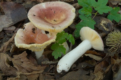 Russula parodorata
